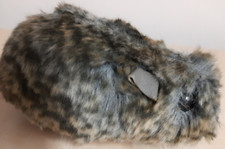 Meerschweinchen, mehrfarbig