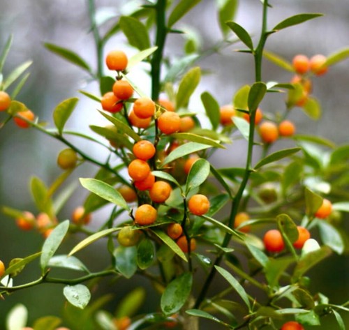 Fortunella hindsii syn - fortunella, (syn