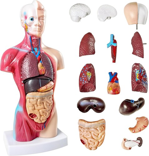 Torso körpermodell herz - torso,