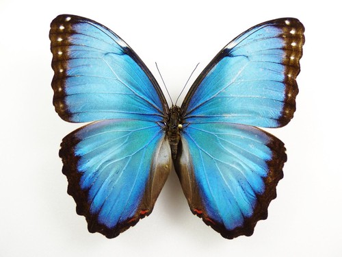 Morpho helenor ssp peleides - morpho,