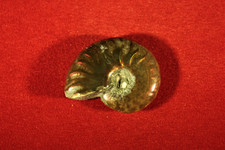 *Ammonit*Madagaskar*Poliert*Op