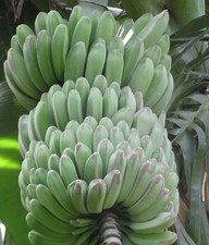 SAMEN RIESEN BANANE Vitamine Monster Banane Frühling Pflanzen Rabatte Winter