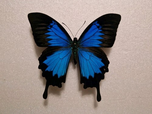 Papilio urlysses male - papilio,