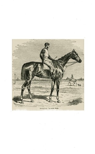 Rennpferd unpaarzeher - rennpferd.,