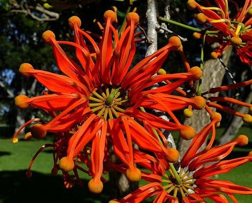 Feuerradbaum exotische