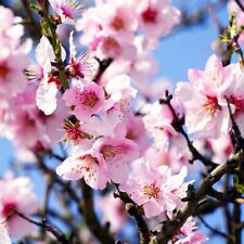 Mandelbaum Mandelkönigin robuste essbare Süßmandel Buschbaum 110-140 cm