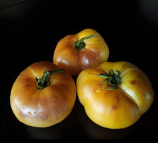 Tomate • SGT Peppers Yellow • Sergeant Pepper • 10+ Samen