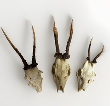 Hirsch/Reh Bock Geweih Stücke