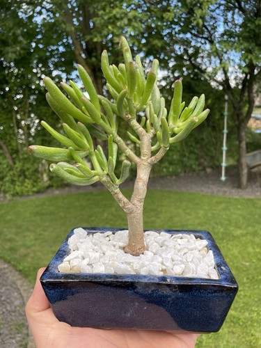 Bonsai baum - bonsai,