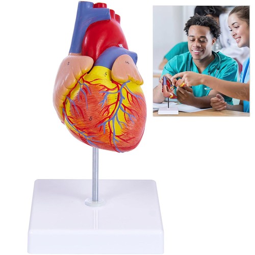 Anatomisches herzmodell für - anatomisches,