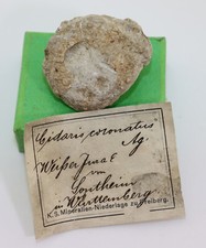 Seeigel, Cidaris coronata