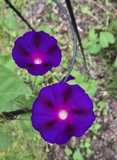 Purpur-Prunkwinde "Knowlian's