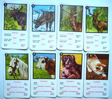 Seltenes Quartett Tiere von