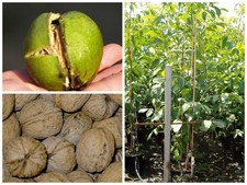 Franquette veredelte Walnuss Walnussbaum Frankreich grossfrüchtig Juglans regia