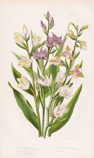 Epipactis palustris Orchideen