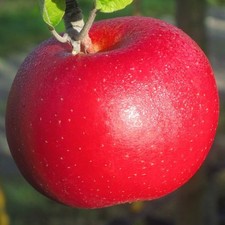 Winterapfel Roter Berlepsch historische Sorte Apfelbaum Halbstamm Hochstamm