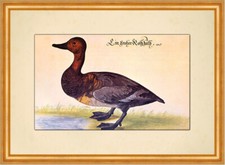 Ein großer Rothhalss