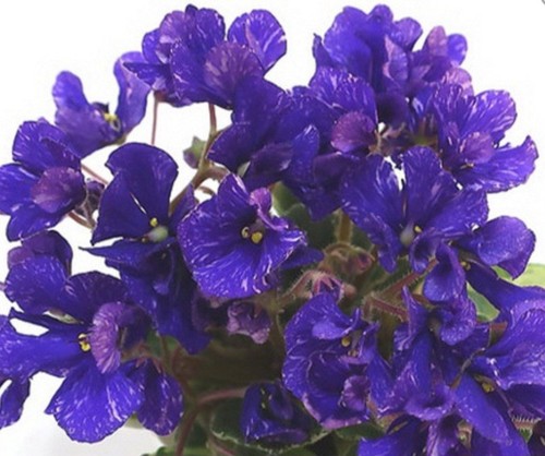 Niagara african violet - african,