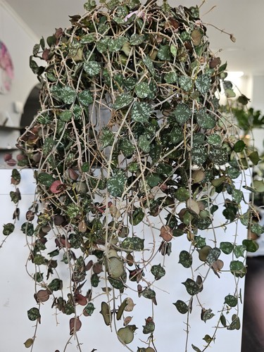 Heavenly hoya curtisii - hoya,