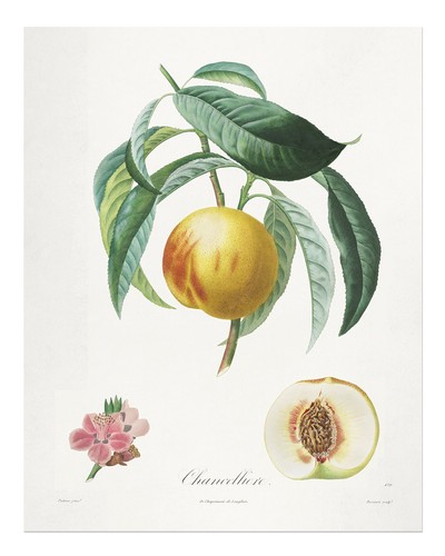 Vintage botanische