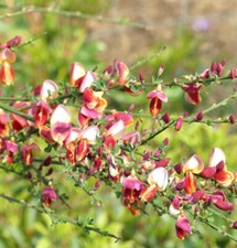 Edelginster Cytisus scoparius