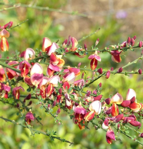 Edelginster cytisus scoparius - edelginster,