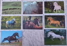 Pferdepostkarten andalusier - 8, pferdepostkarten,
