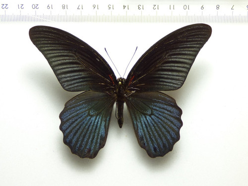 Entomologie schmetterling - entomologie,,