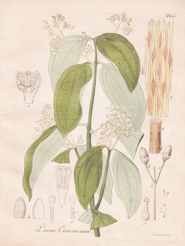 Laurus cinnamomum zimtkassie - laurus,