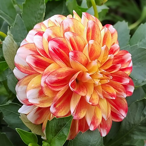 Dahlien - ,
