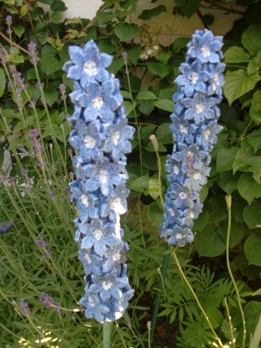 Stück rittersporn blau - stück,