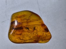 Bernstein mit Zwei Insekten