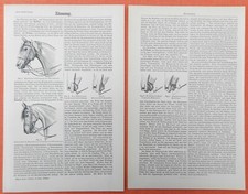Zäumung der pferde - der, pferd