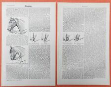Zäumung der Pferde Pferd  Reitsport Kandare Trense Zügel Reiten  Holzstich 1897