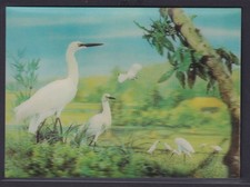 3 D Color Ansichtskarte Störche Wald Wiese Natur Printing Studio Zürich