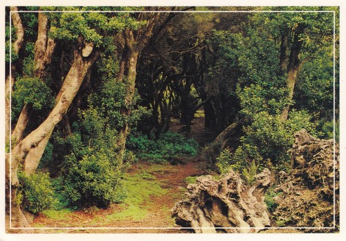 Postkarte gomera bosque - postkarte,