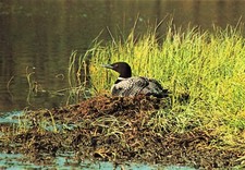 Great Northern Diver Bird