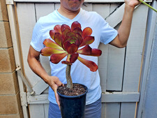 Aeonium black rose Succulent