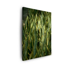 Leinwand-Bilder Botanik Grünes Gras Natur Größe: 30x40-80x120 cm