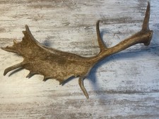 Kapitales damhirsch - nr.1,