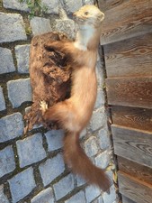Altes Tierpräparat Steinmarder, ausgestopftes Tier