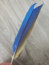 31 cm blau gelbe 💛💙