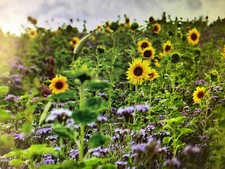 Sonnenblume Girasol Peredovick 10 kg Zert-Saat Samen Saatgut SonnenblumenÖL