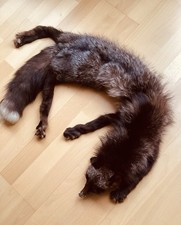 Echtpelz Fell Stola Kragen