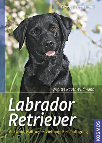 Labrador retriever - labrador,