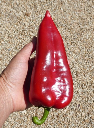 Süsse paprika ajvarski aus - paprika,