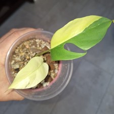 Rhaphidophora Tetrasperma