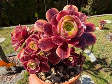 Aeonium superbang variegated - superbang,