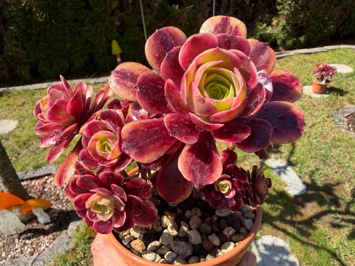 Aeonium superbang variegated - aeonium,