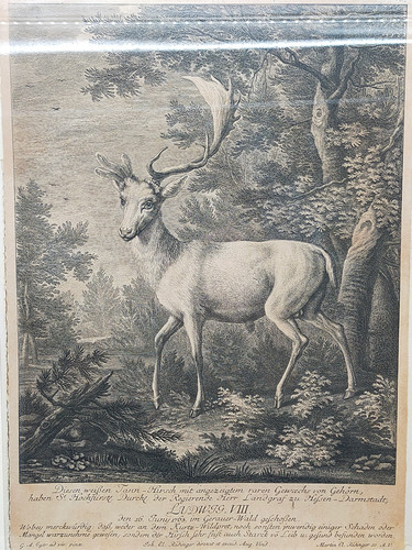 Antiker kupferstich weißer - antiker, „weißer